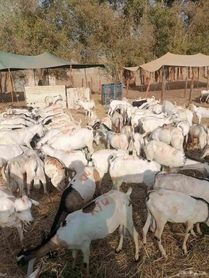 تيوس جملة وتجزئه 0