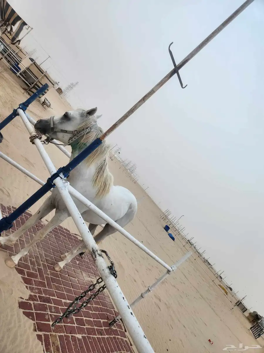 حصان شعبي للبيع 8
