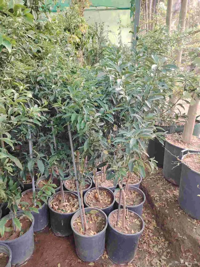 أشجار مثمره برتقال ملكي وعادي مثمر ليمون مثمر نخل واشنطني 5