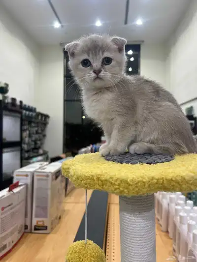 قطط سكوتش فولد و سكوتش استريت 6
