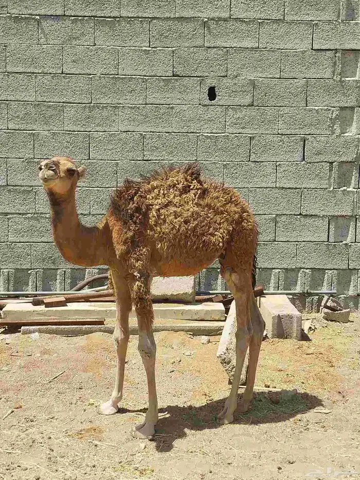 قعود لباني. تم البيع 0