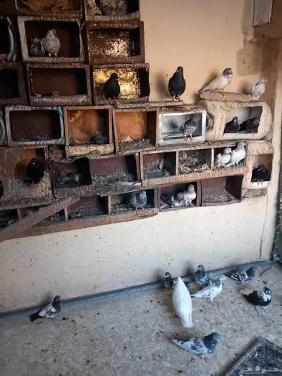 للبيع 14 جوز وكم فرده 0