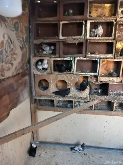للبيع 14 جوز وكم فرده 1