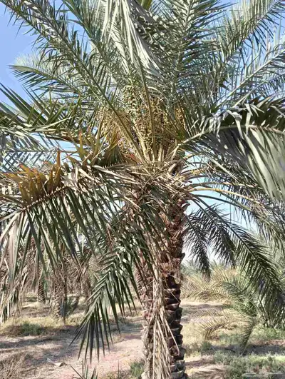 يوجد لدينا جميع انواع النخل والش نخل 5