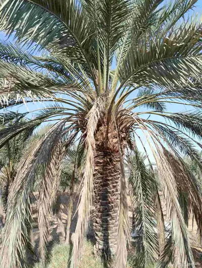 يوجد لدينا جميع انواع النخل والش نخل 4