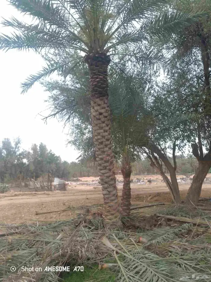 نعمل جميع اشغال النخيل تكريب نهر العربي تكريب هلالي تكريم 5
