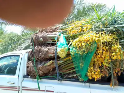 ابوسجاد توريد جميع انواع النخل وتكريب جميع انواع الشبوي 9