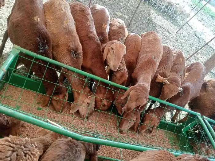 فروعنا مكه جده المزاحنيه الخرج الخميس الباحه تبوك 3