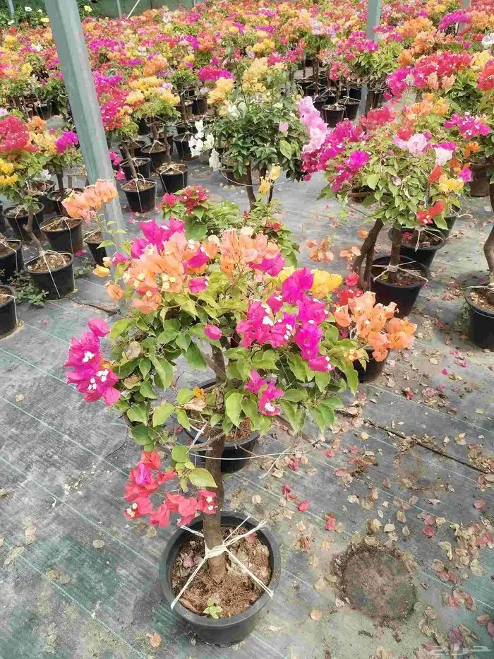 جهنميه تايلندي 3
