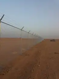 نخل عربي وواشنطن وشبوك 6