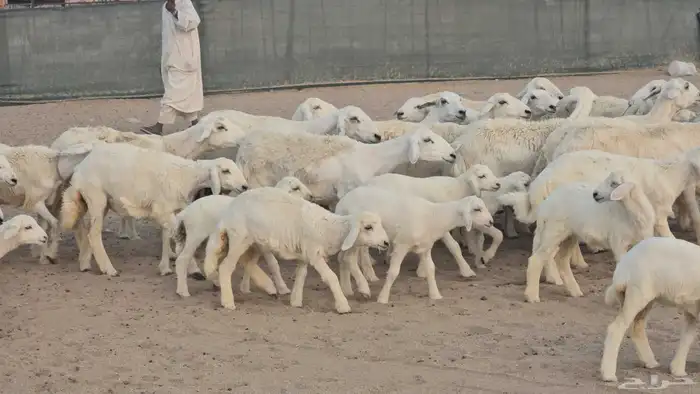 ضان خلفات وجنب 2