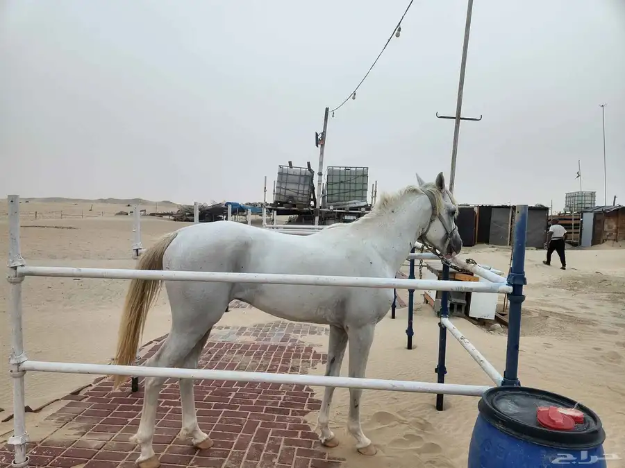 حصان شعبي للبيع 10