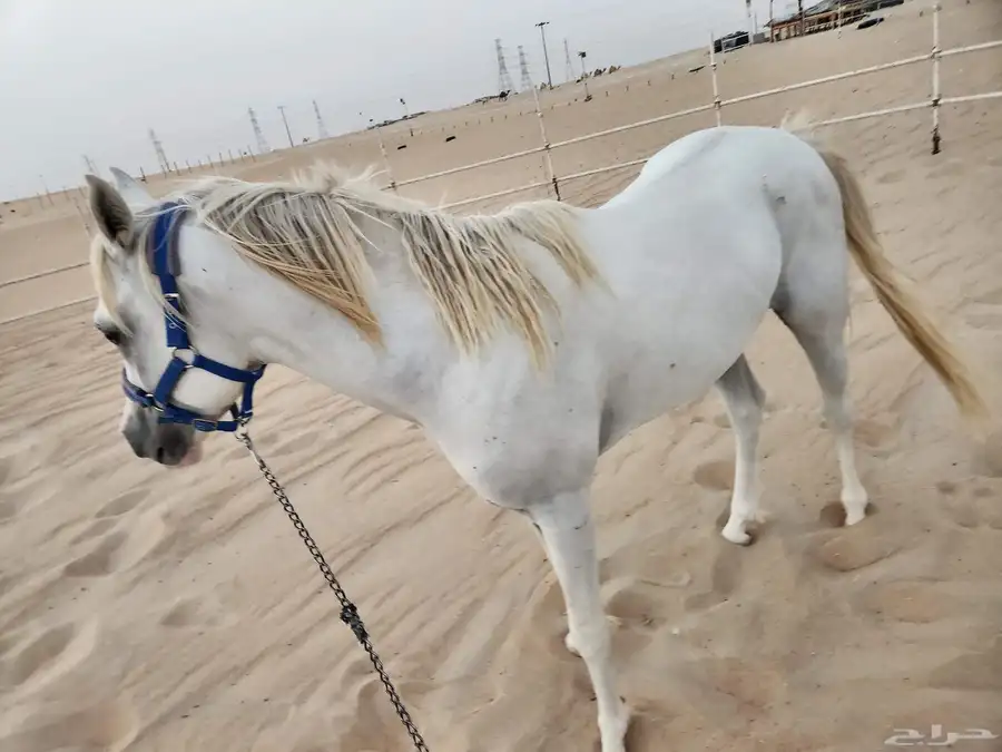 حصان شعبي للبيع 5