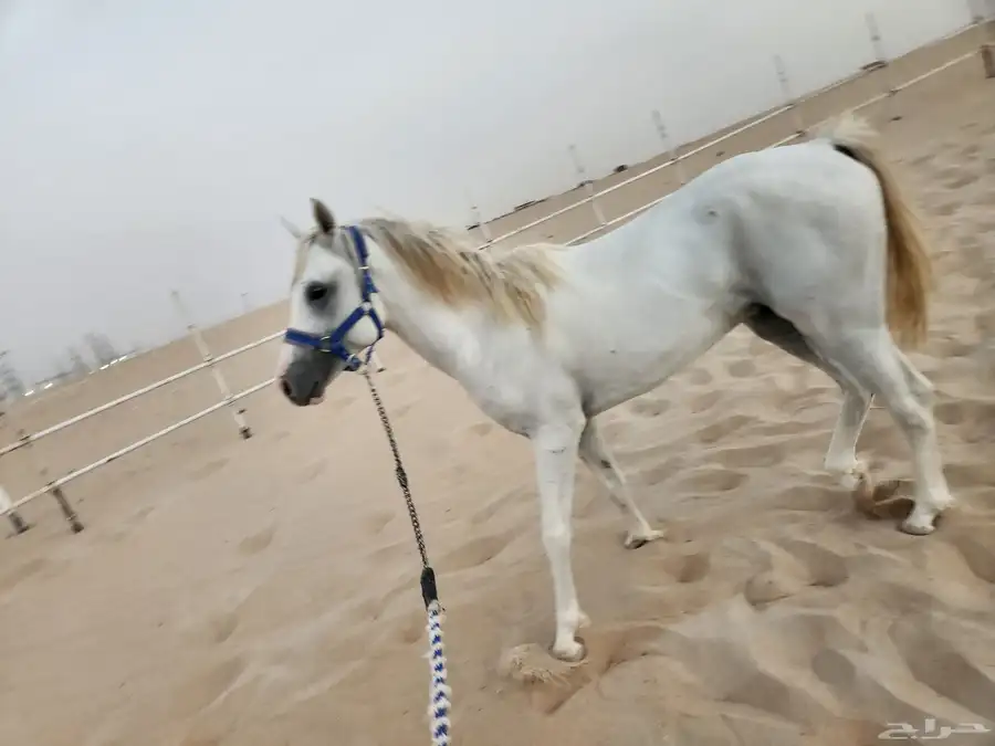 حصان شعبي للبيع 4