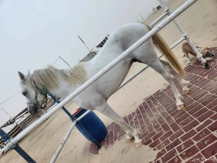 حصان شعبي للبيع 6