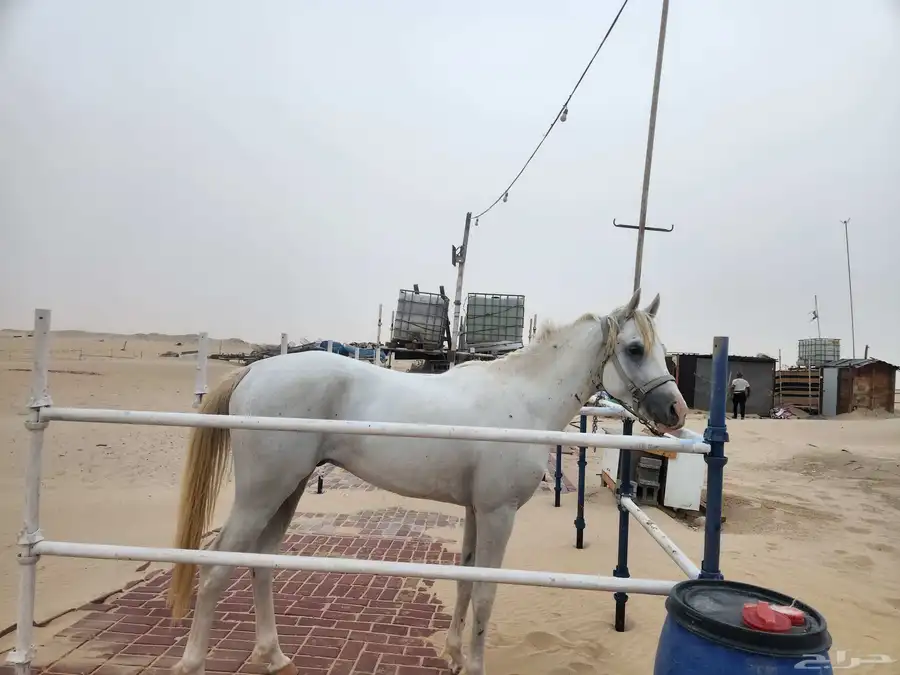حصان شعبي للبيع 9