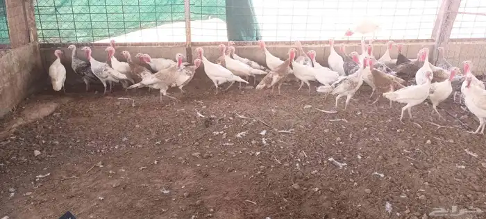 دجاج بلدي ودجاج رومي وصوص بلدي للبيع 3