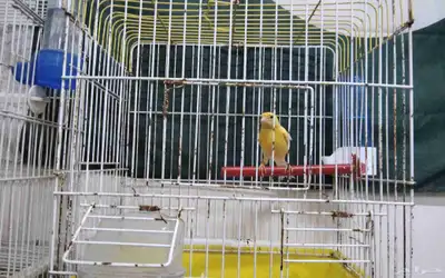 زكر كناري البيع 1