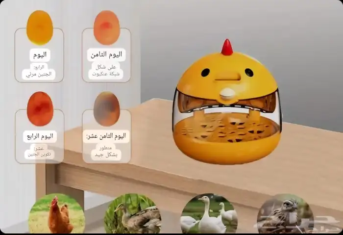 فقاسة صغيرة عدد 5 بيضات 14