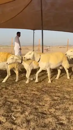 رخال حريات 9