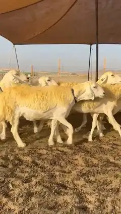 رخال حريات 2