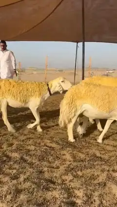 رخال حريات 4