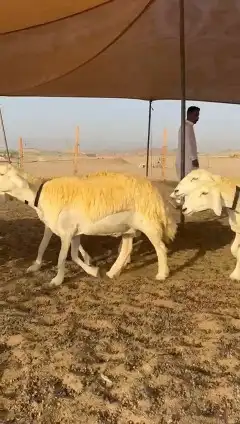 رخال حريات 7