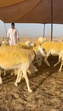 رخال حريات 3