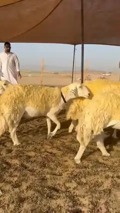 رخال حريات 5