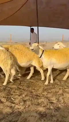 رخال حريات 6