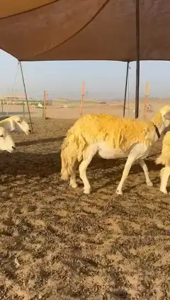 رخال حريات 1