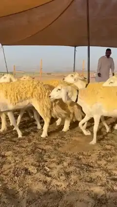 رخال حريات 8