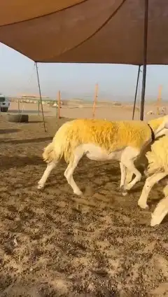 رخال حريات 0