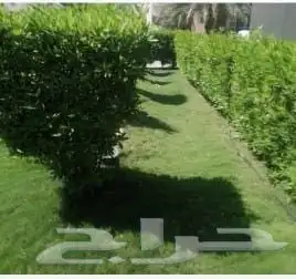 معلم قص شجر ونخل بجده 3