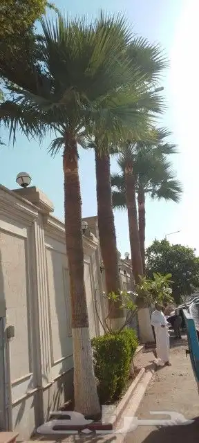 تكريب وتنظيف وشذاب نخل العربي ول واشنطونيا وتغيير التربه 2