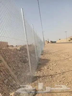 نخل عربي وواشنطن وشبوك 5
