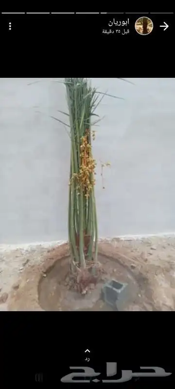 ابوسجاد توريد جميع انواع النخل وتكريب جميع انواع الشبوي 11