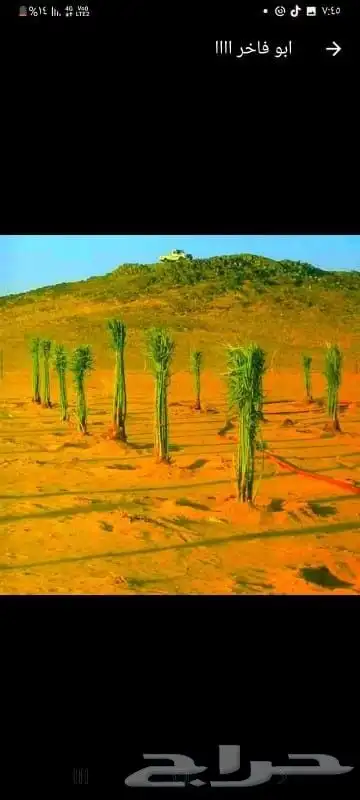 ابوسجاد توريد جميع انواع النخل وتكريب جميع انواع الشبوي 10
