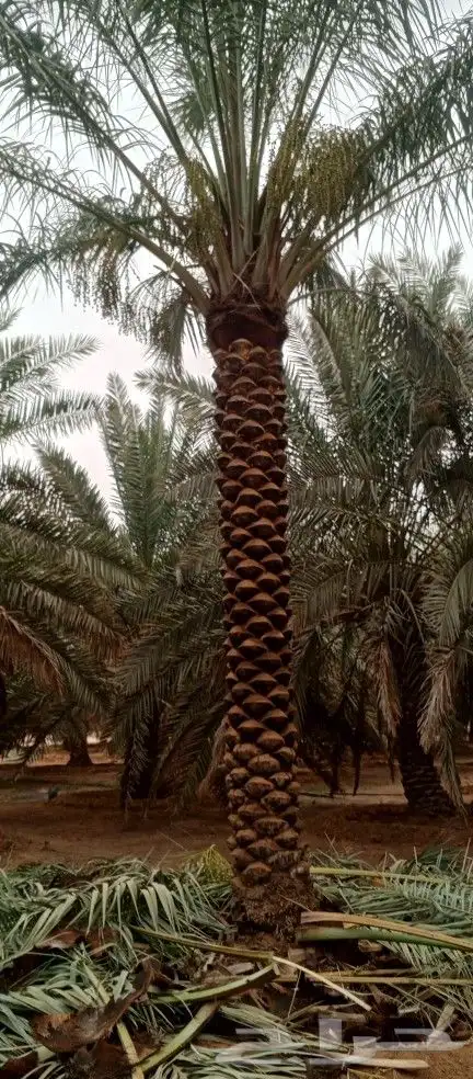 تكريب وتنظيف وشذاب نخل العربي ول واشنطونيا وتغيير التربه 1
