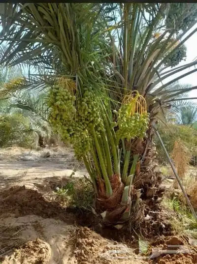 ابوسجاد توريد جميع انواع النخل وتكريب جميع انواع الشبوي 4