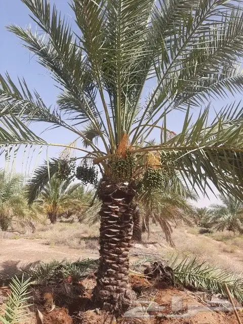 نخل عربي وواشنطن وشبوك 3