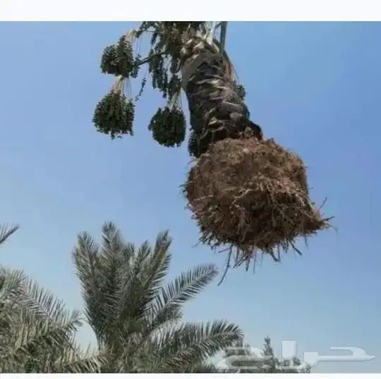 معلم قص شجر ونخل بجده 0