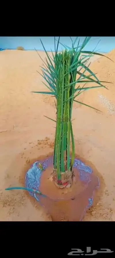 ابوسجاد توريد جميع انواع النخل وتكريب جميع انواع الشبوي 19