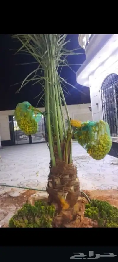 ابوسجاد توريد جميع انواع النخل وتكريب جميع انواع الشبوي 0