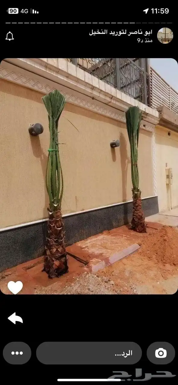نخل واشنطن زينه بجميع مقاساته المختلفه 0