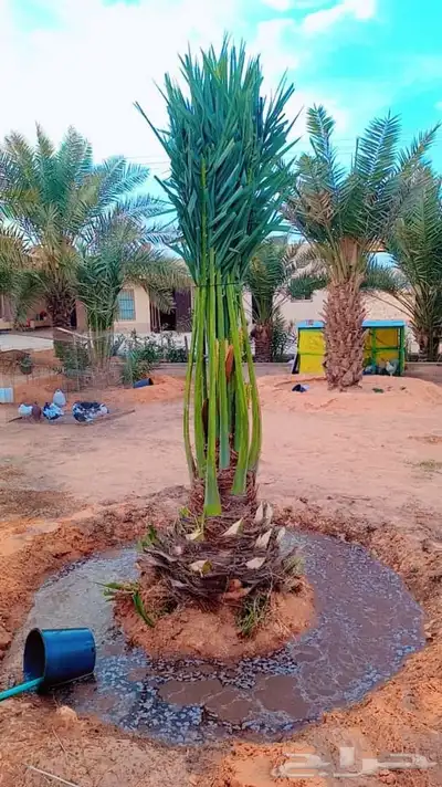 ابوسجاد توريد جميع انواع النخل وتكريب جميع انواع الشبوي 14