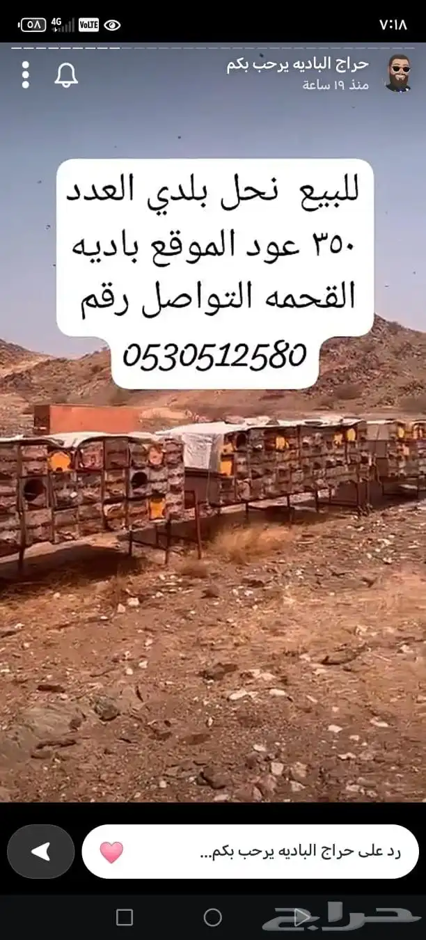 للبيع نحل بلدي العدد 35 0
