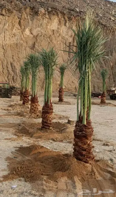 ابوسجاد توريد جميع انواع النخل وتكريب جميع انواع الشبوي 13