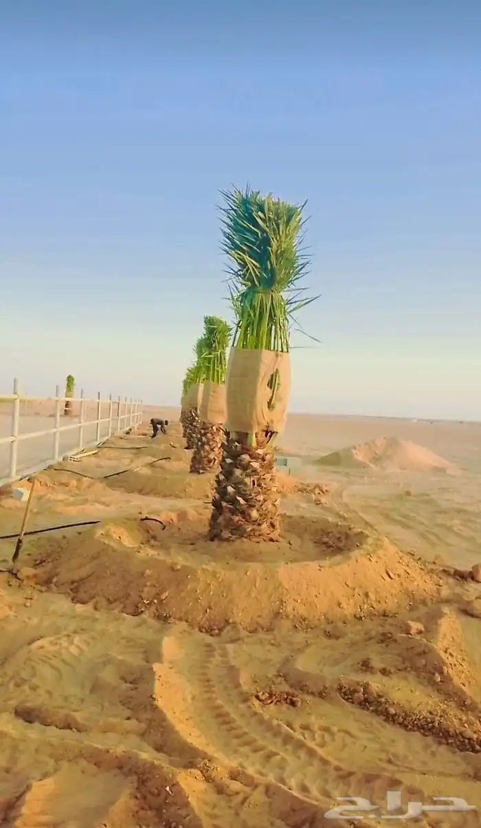 نخل واشنطن زينه بجميع مقاساته المختلفه 6