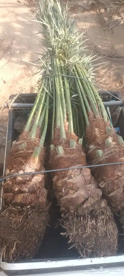 ابوسجاد توريد جميع انواع النخل وتكريب جميع انواع الشبوي 1